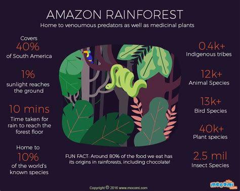 Amazon Rainforest Facts Ographic For Kids Mocomi Rainforest