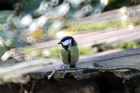 Wallpaper Birds Nature Branch Wildlife Zoo Bokeh Twigs Beak