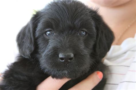 The term first appeared in 1955 but was not popularized until 1988, when a member of the royal. Teacup Labradoodle & Mini Labradoodle Puppies for sale ...