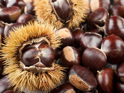 Sweet Chestnut A Foraging Guide To Its Food Medicine And Other Uses