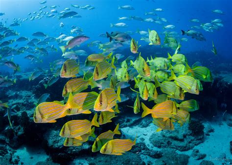 Scuba Dive Cabo Pulmo Marine Park Adventures In Baja