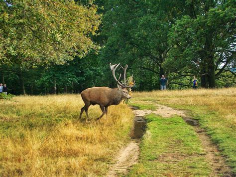 Photographs — Richmond Park — Deer — 5 October 2014 — 33 —