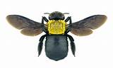 Images of Carpenter Bee Control Home Depot