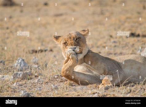A Lioness Is Rolling In The Grass And Licking Her Paw In The Etosha