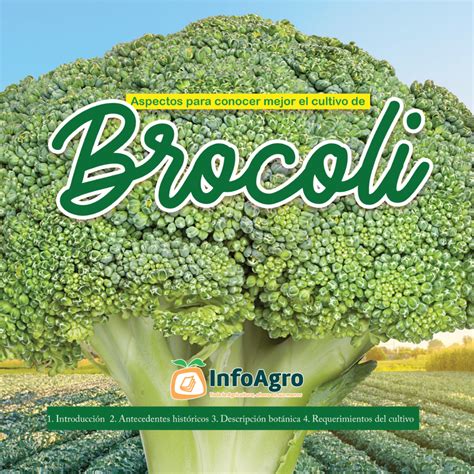 Aspectos Del Cultivo De Brócoli Revista Infoagro México