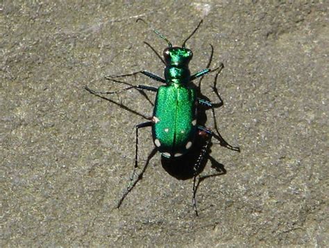Backyard Critter Watch Metallic Green Beetles In Ny
