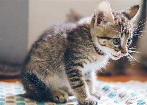 Buying a kitten? Adopt from Cats Protection