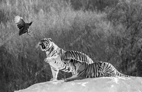 Tigres Siberianos Cazando Presas En El Bosque De Invierno En Blanco Y