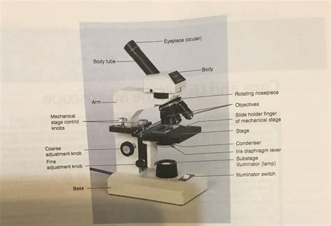 Compound Light Microscope Lab 4 Diagram Quizlet