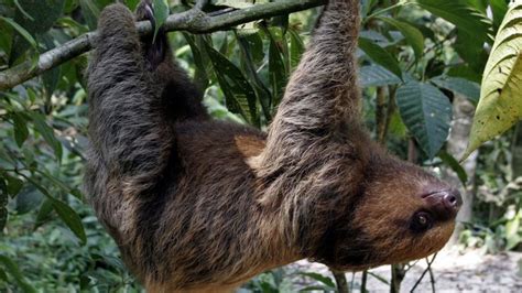 Dead Sloths Sometimes Keep On Hanging From Their Branch Dieren
