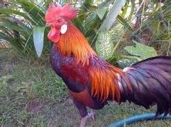 Peternakan penjinak ayam hutan merah ori yang sudah berhasil ayam hutan merah merupakan salah satu. Anim Agro Technology: AYAM HUTAN