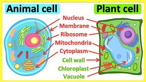 Animal Cells Vs Plant Cells Whats The Difference Anatomy