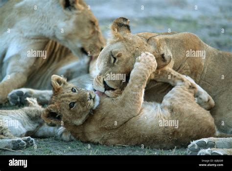 Lioness Panthera Leo Cleaning Cub Stock Photo Alamy