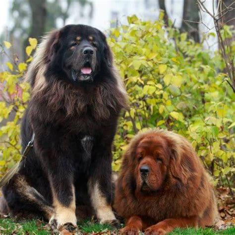 Tibetan Mastiff Dog Breed Information Purina