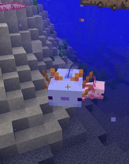 Blue Axolotl Minecraft Drawing In Our Detailed Guide Minecrafts