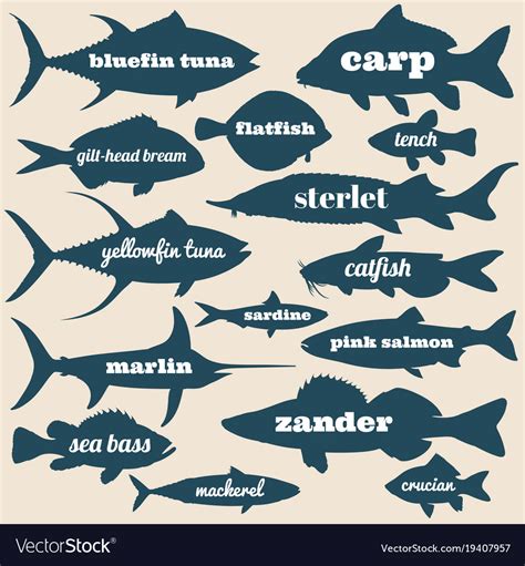 Ocean Fish Silhouettes With Names Isolated Vector Image