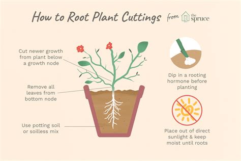 How To Propagate Plants Using Stem Cuttings