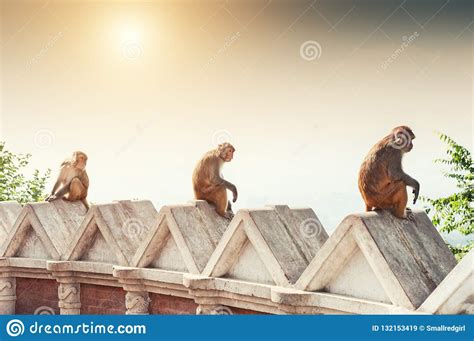 Three Monkeys Sitting On The Wall Stock Image Image Of National