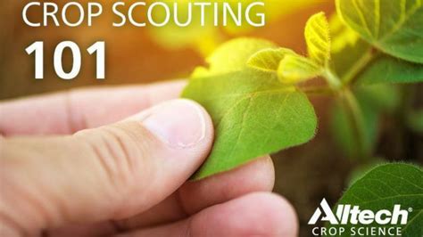 Crop Scouting 101 How To Tell When Your Crops Need A Boost Alltech