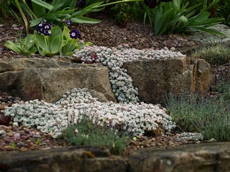 An Introduction To Growing Alpine Plants Alpine Garden Society