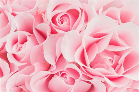 Delicate Pink Background Of Blooming Roses Stock Photo Download Image