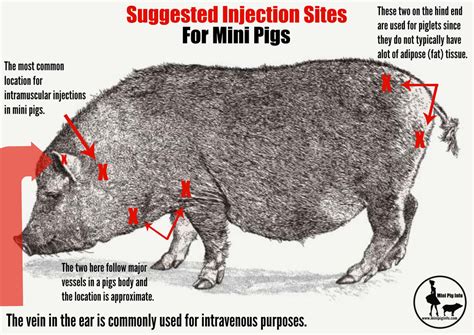 She was rushed to hospital later that day. Mini Pig Health: The Basics - Mini Pig Info