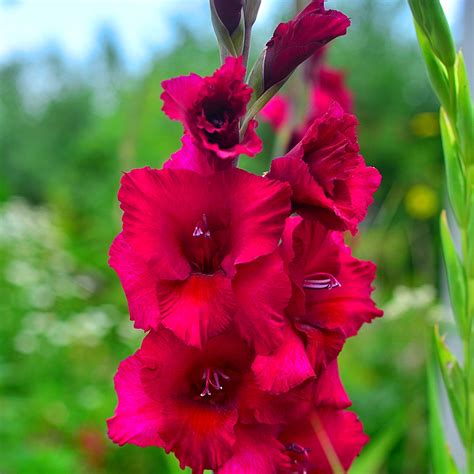 Thrip control on gladiolus bulbs. Gladiolus Plum Tart - Easy To Grow Bulbs