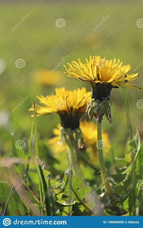 Summer Meadow With Flowers Dandelions Stock Photo Image Of Spring
