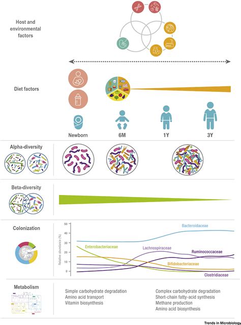 The Gut Microbiota In The First Decade Of Life Trends In Microbiology