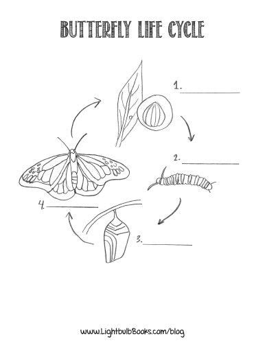 Butterfly Life Cycle Stages Coloring