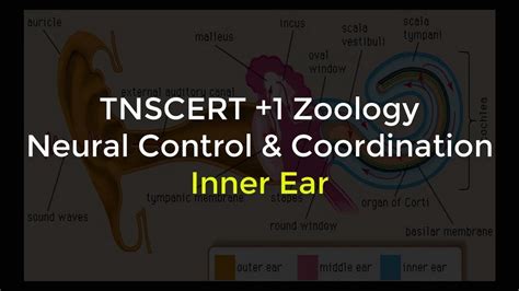31zoology Neural Control And Coordination Inner Ear Youtube