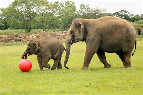 Maybe you would like to learn more about one of these? Baby elephant plays with football at Whipsnade Zoo ...