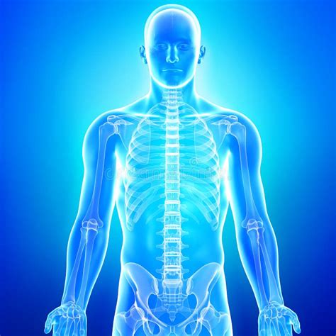 Anatomy Of Human Body In Blue X Ray Royalty Free Stock Photo Image