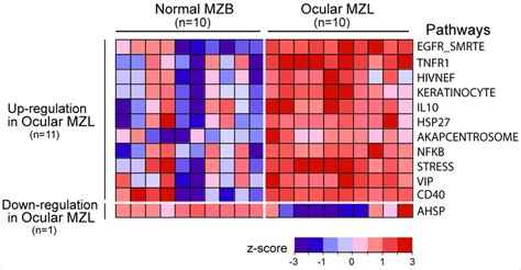 Gene Expression Signature In Ocular Mzl Differentially Expressed Download Scientific Diagram