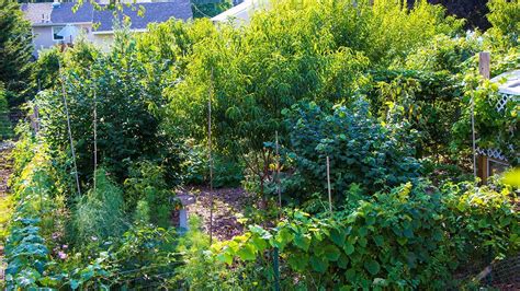 Backyard Permaculture Food Forest Functional Design Youtube