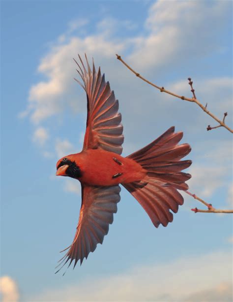 Cardinal In Flight Acrylic Art And Collectibles