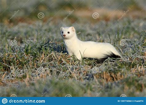 Stoat And X28mustela Ermineaand X29short Tailed Weasel Germany Stock