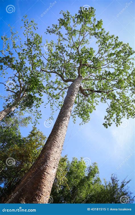 Tall Green Tree In The Forest Stock Image Image Of Single Landscape