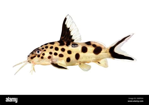 Cuckoo Catfish Synodontis Multipunctatus Freshwater Aquarium Fish Stock