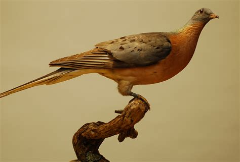 The Legacy Of The Passenger Pigeon Cityview