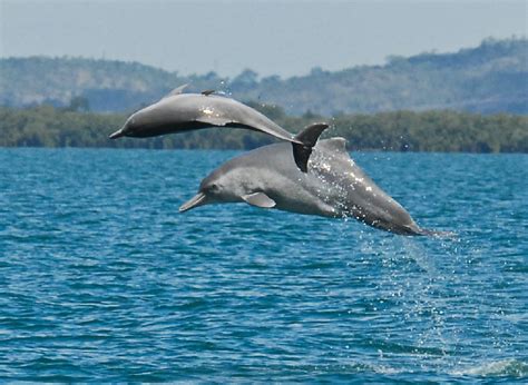 New Species Of Dolphin Found In Australia