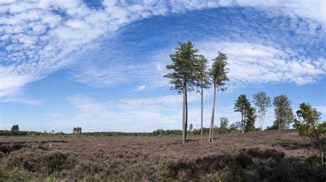 Colourful Heather Landscape With Big Spur Trees Ferns Blue Sky And