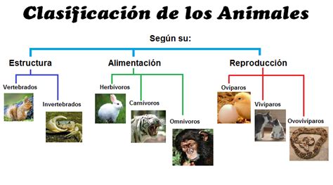 Clasificacion De Los Animales