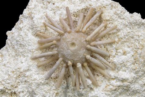 17 Cretaceous Fossil Urchin Salenia Missour Morocco 240000 For Sale