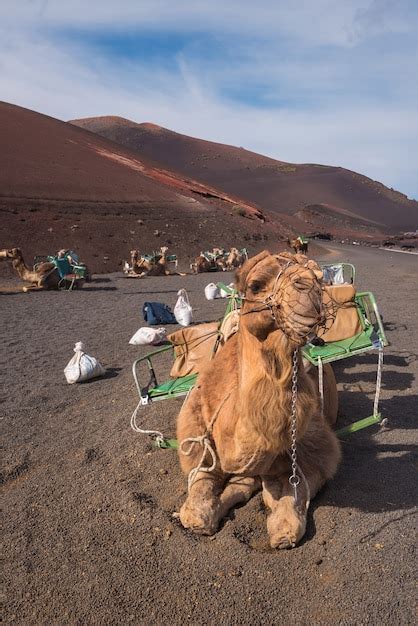 Camellos Que Descansan En Paisaje Volcánico En El Parque Nacional De