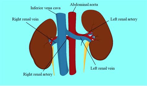 Oxygenated Blood Enters The Kidney Through Theahilus Arterybrenal