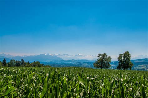 Looking Over A Cornfield To The Swiss Alps Photograph By Michael Brewer