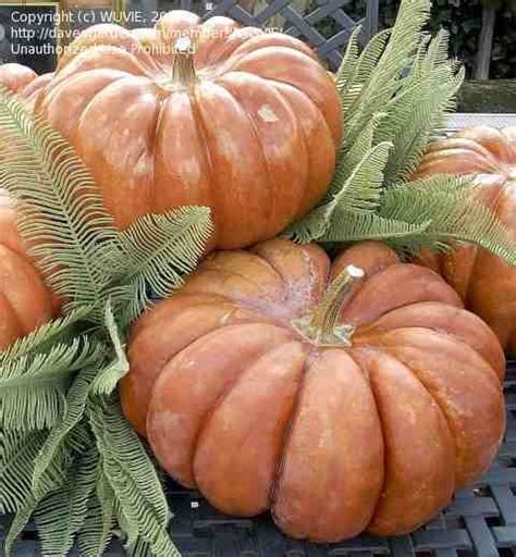 Plantfiles Pictures Pumpkin Winter Squash Musquee De Provence