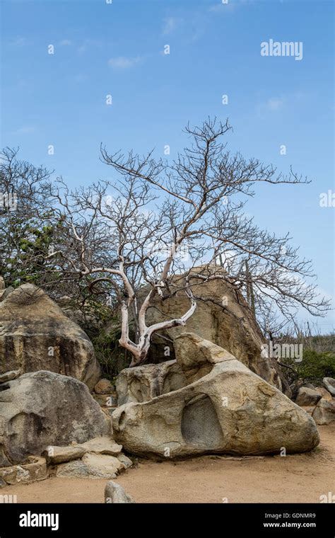 Boulders Divi Divi Trees And Cactus In Aruba Garden Stock Photo Alamy