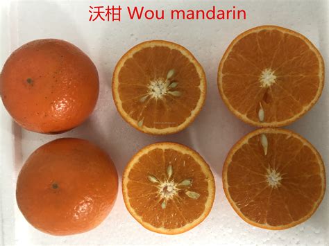 China Baby Mandarin Orange Nanfeng Orange Fresh Mandarin Orange